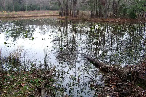 A quiet wooded pond at the Houston Arboretum & Nature Center